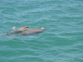 Dugong