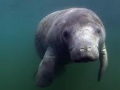 Dugong