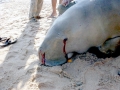 Dugong