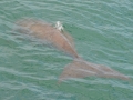 Dugong