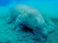 Dugong