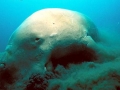 Dugong