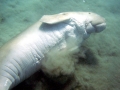 Dugong