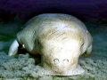 Dugong