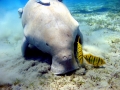 Dugong