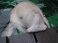 Dugong