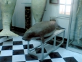 Dugong
