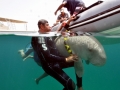 Dugong