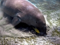 Dugong
