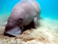 Dugong