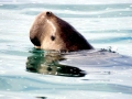 Dugong