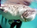 Dugong