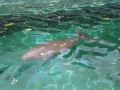 Dugong