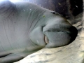 Dugong