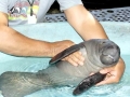 Dugong