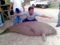 Dugong