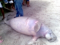 Dugong