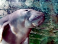 Dugong
