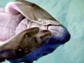 Dugong