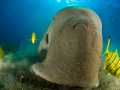 Dugong