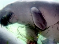 Dugong
