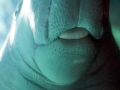 Dugong