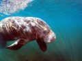 Dugong