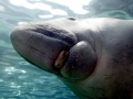 Dugong