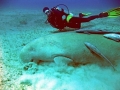Dugong