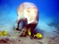 Dugong