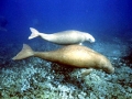 Dugong