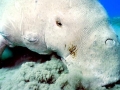 Dugong