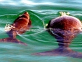 Dugong