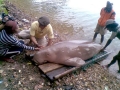 Dugong