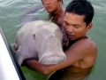 Dugong