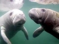 Dugong