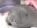 Dugong