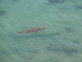 Dugong