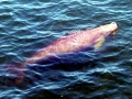 Dugong