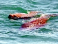 Dugong
