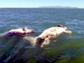 Dugong