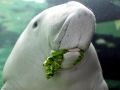 Dugong