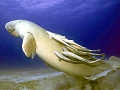 Dugong