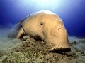 Dugong
