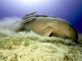 Dugong