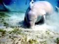 Dugong