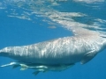 Dugong