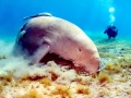 Dugong