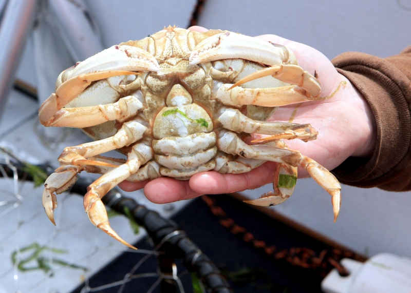 Dungeness Crab
