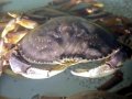 Dungeness Crab